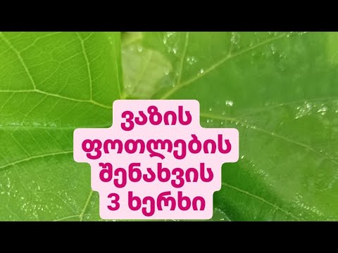 ვაზის ფოთლების შენახვის 3 უტყუარი ხერხი.