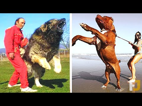 Video: Dogo Argentino Dog Breed yang Disalahpahami dan Tangguh