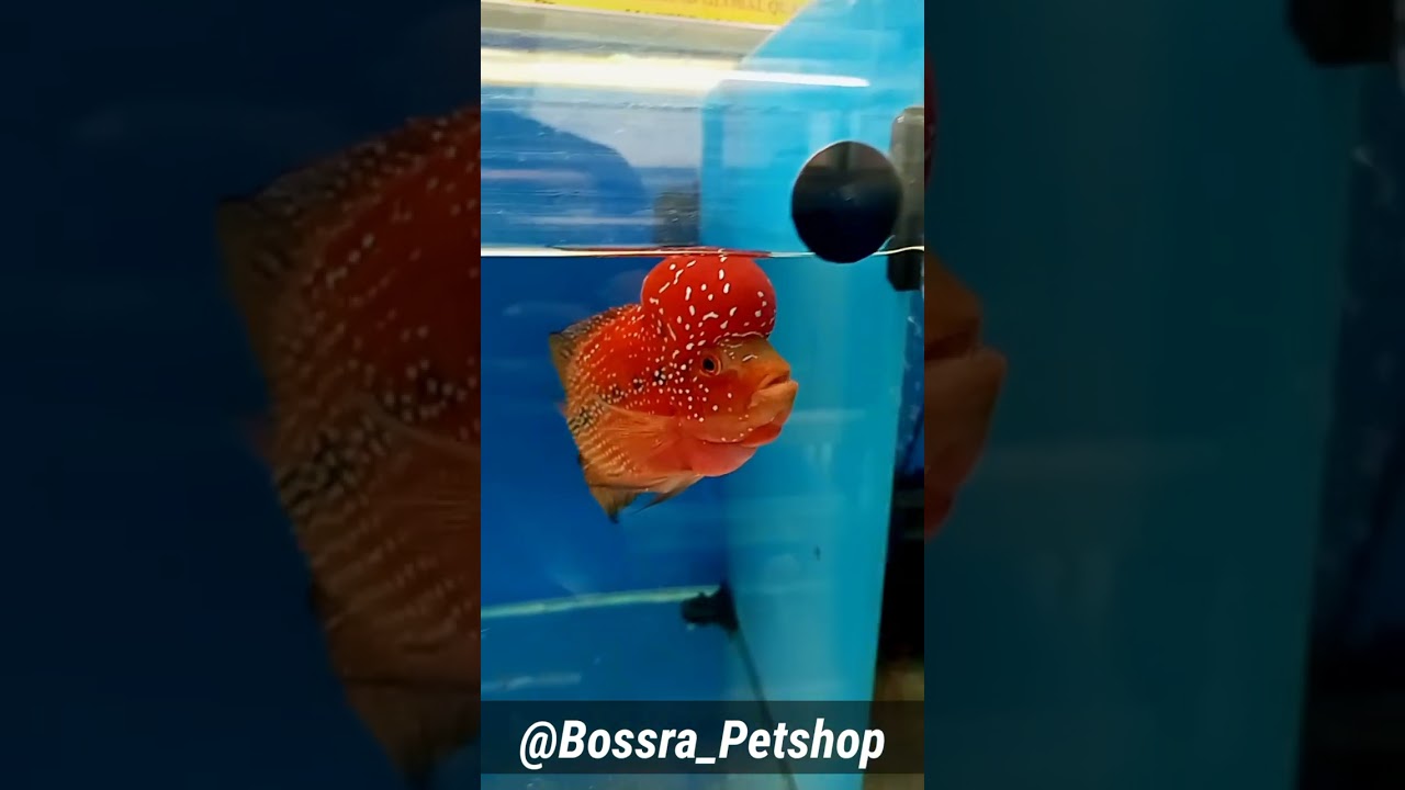 @Bossra Petshop