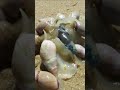 Sea Snails at the Beach, South Africa