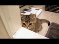 Cute little kitten that comes to peek in whenever its owner takes a bath…