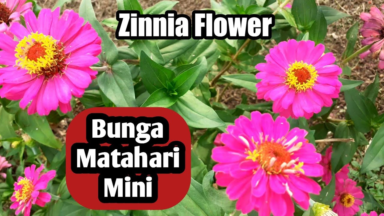 Pesona Bunga Matahari Mini - Zinnia Flower Plant - Amazing Mini Sunflower