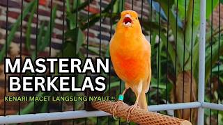Kenari Gacor Ngerol Sampai Tuntas – Cocok untuk Isian & Pancingan  Kenari PAUD AGAR BUNYi