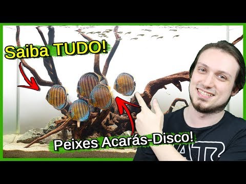 Vídeo: O que é uma antepara de aquário?