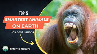 Top 5 Smartest Animals on Earth Besides Humans