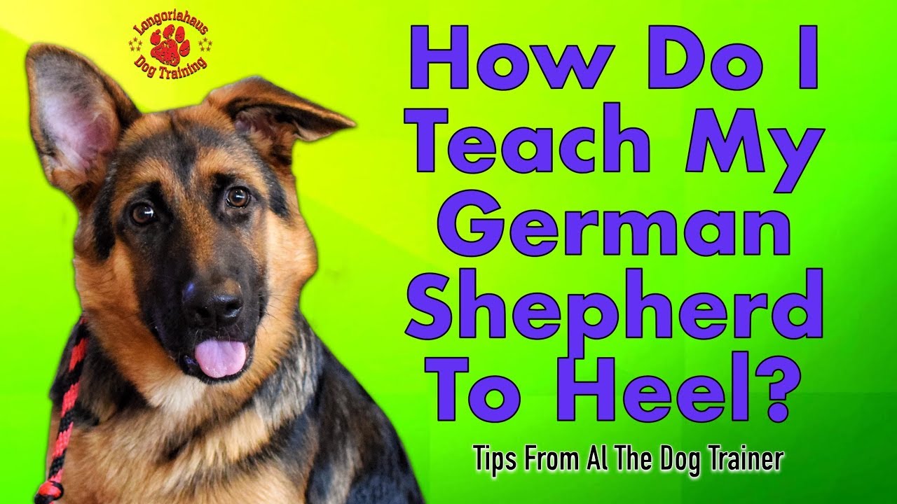 How to teach any dog a competition style heel - YouTube