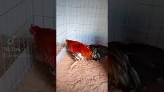 Điều Bông 2Kg5 Gà Tơ Zalo 0909236468