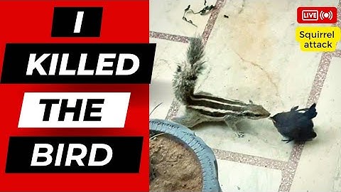 I Killed The Bird !! | Squirrel Attack Captured On Hidden Cam | My Reply |