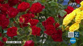 Leaf   Petal Designs 4piece Mini Rose Collection