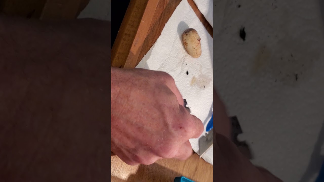 Cutting corn snake eggs the wrong way?