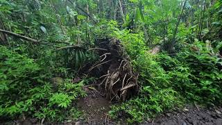 Hiking Manoa Falls Hawaii 2024