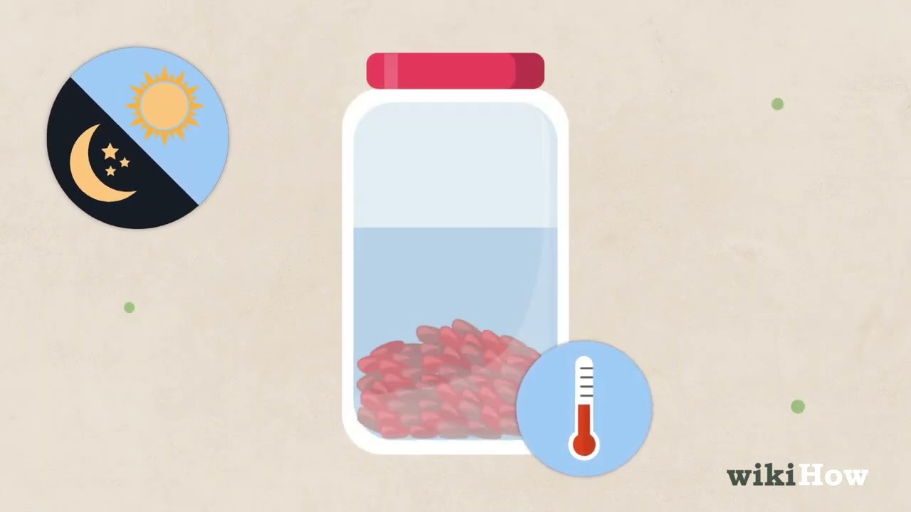 How to Grow a Magnolia Tree