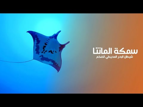سمكة المانتا أو شيطان البحر الضخم هو أكبر نوع من سمك الراي في العالم كويست عربية  