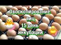 Овоскопирование яиц 🥚 / 15 день инкубации 🐣 / Первый опыт / Инкубатор Несушка 36