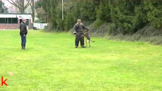 Inno KNPV PH1 stick attack