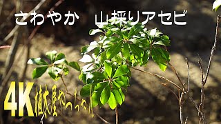 山採りさわやか アセビ 2023 - YouTube