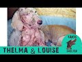 Amazing transformation of two puppies nearly petrified by mange - Thelma & Louise - Takis shelter