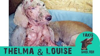 Amazing transformation of two puppies nearly petrified by mange - Thelma & Louise - Takis shelter