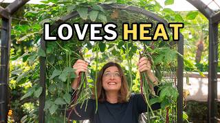 Yardlong Beans: The Best Bean for Hot Summers