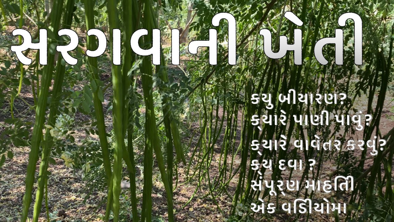 સરગવો || સરગવાની ખેતી || સરગવાની ખેતીમાં મબલક ઉત્પાદન || Saragavo || Moringa Farming || jjkishan