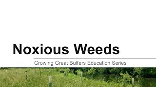 Growing Great Buffers: Noxious Weeds