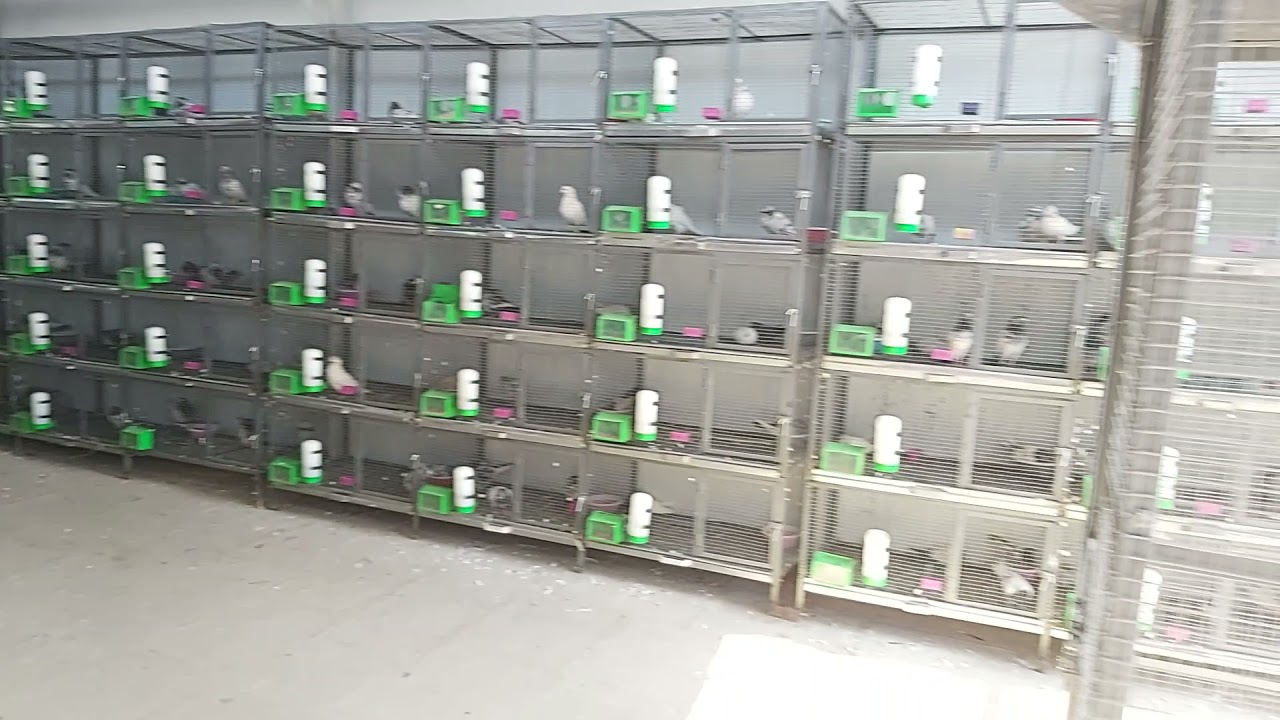 A.R PIGEONS FARM. PARBHANI MAHARASTRA.
