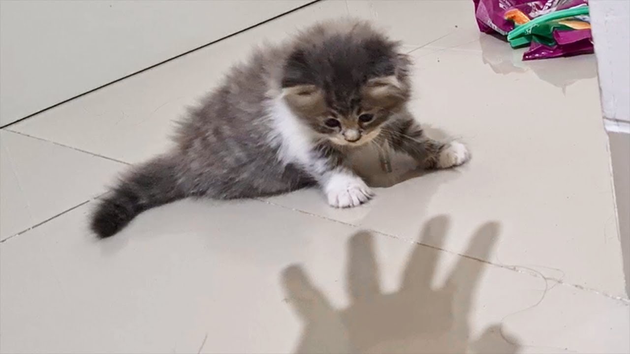 Kitten scared of my shadow and try to fight the shadow