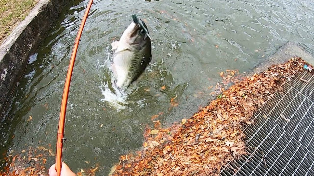 It took me 30 HOURS to catch this GIGANTIC BASS!!