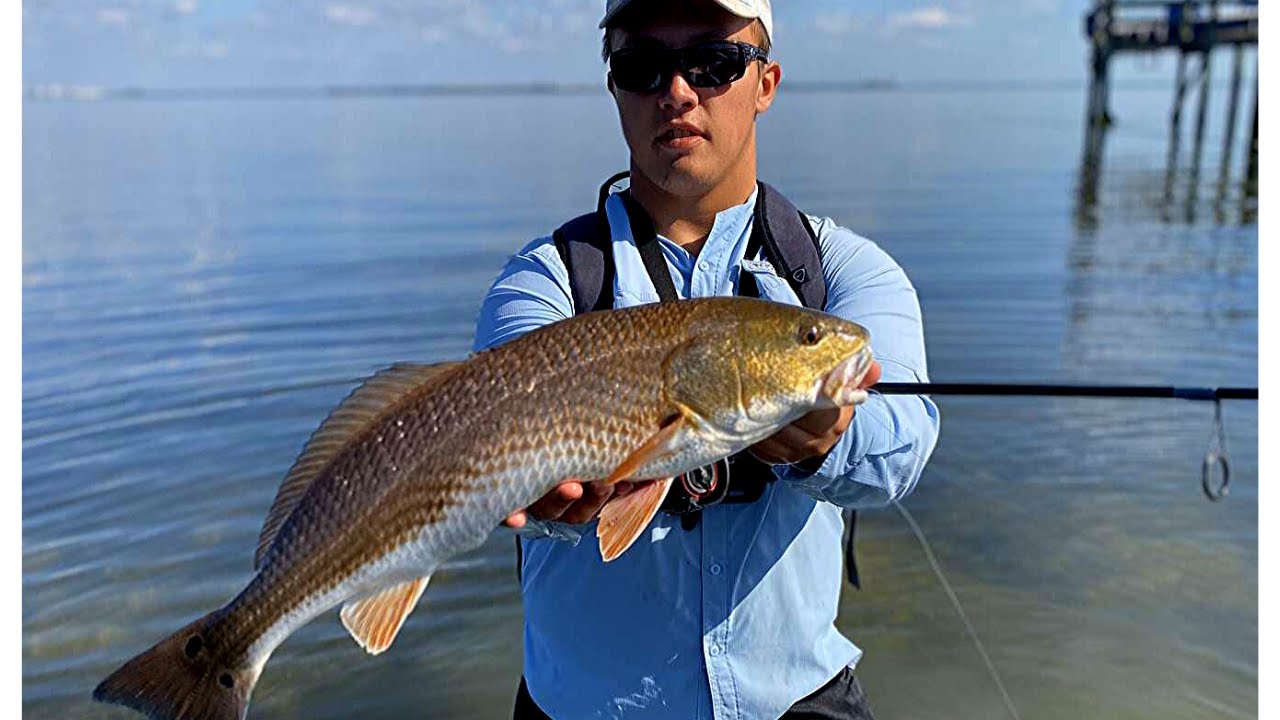 Wade Fishing For Redfish Using LIVE BAIT In Tampa Bay YouTube