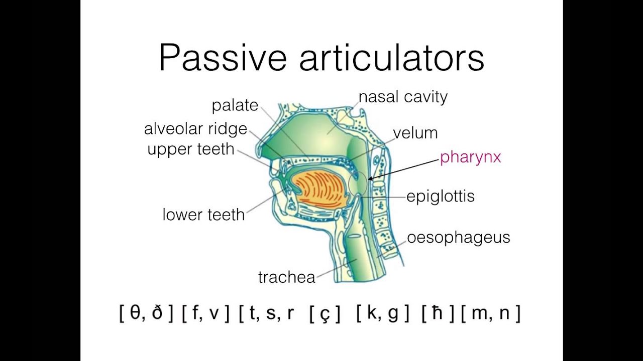 Part II of Lecture 2: Phonetics - YouTube