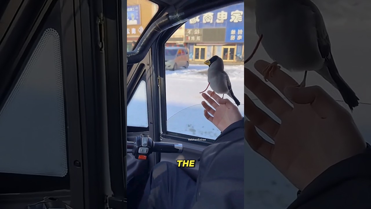 Smart Bird Steals Cash🥺😯