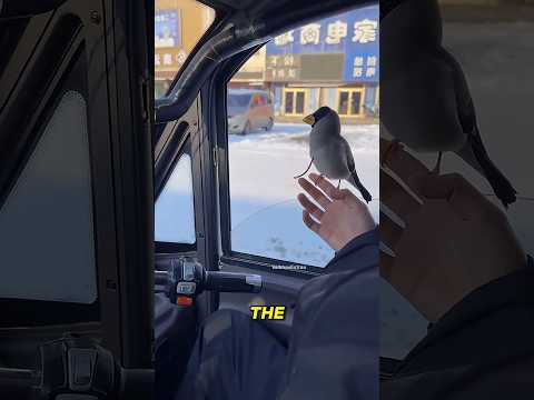 Smart Bird Steals Cash🥺😯