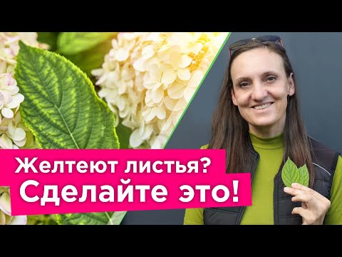 ЖЕЛТЕЮТ ЛИСТЬЯ У РАСТЕНИЙ? Вот самый эффективный метод борьбы с хлорозом