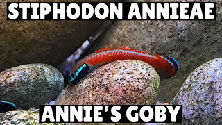 Download Lagu *NEW* Stiphodon Annieae - Annie's Goby MP3