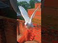 new baccha trand👍🏻🕊️😱#pigeontraining #pigeonshortvideo #vairalsong #pigeonvideo #1millionviews
