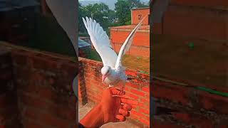 new baccha trand👍🏻🕊️😱#pigeontraining #pigeonshortvideo #vairalsong #pigeonvideo #1millionviews