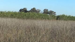 Ferroexpreso Pampeano 21-03-2014