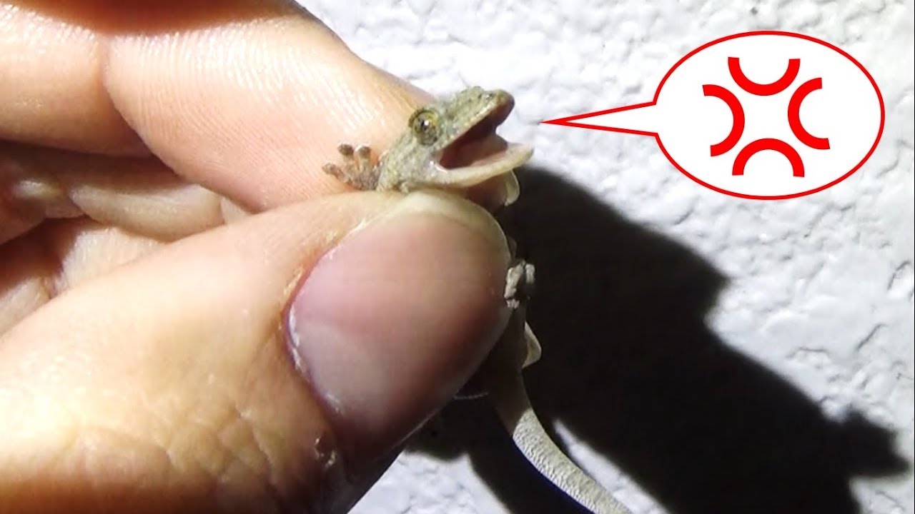 ヤモリの赤ちゃんを怒らせるとこうなります An Angry Baby Gecko Youtube