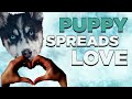 Husky Puppy Halo #5 - Husky Puppy spreads Love #Shorts