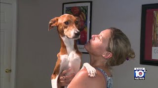 Dog reunited with family after vanishing for 3 months