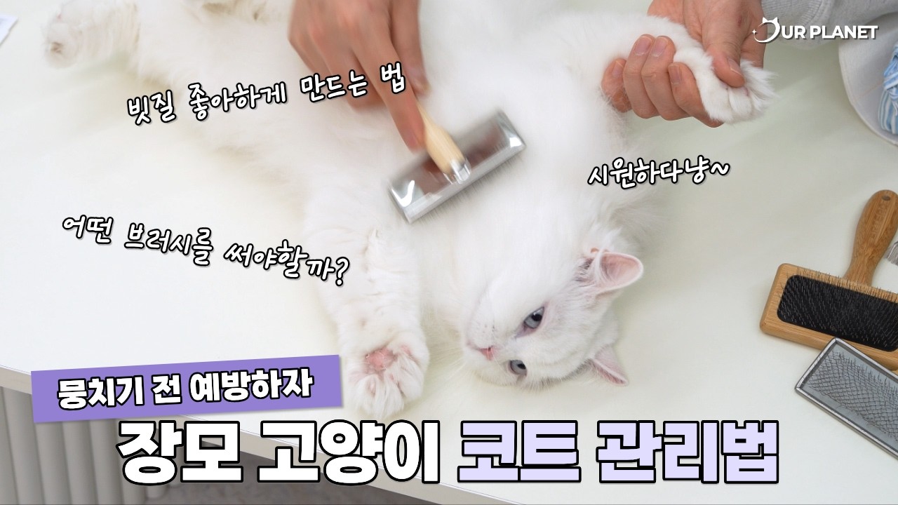 [아워플래닛] 뭉치기 전 빗질하기! 장모종 고양이 코트 관리법