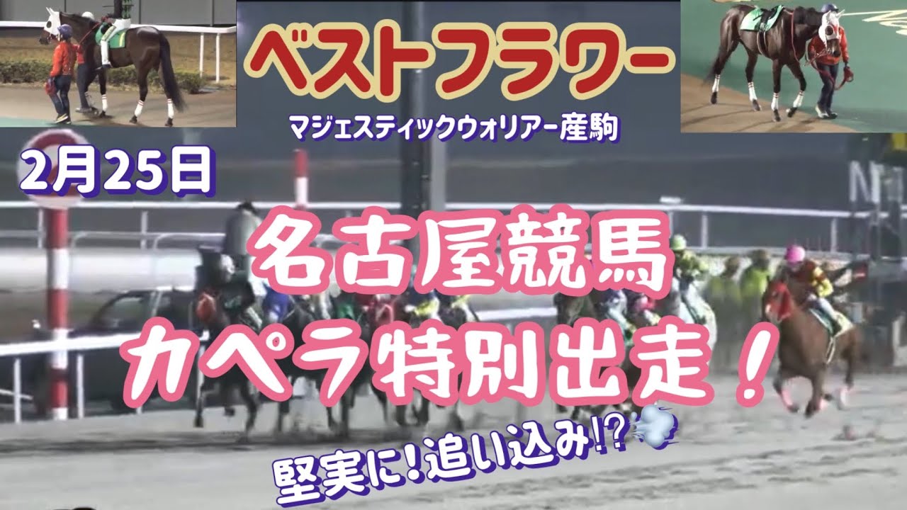 [競馬・馬主]地方競馬ベストフラワー　2/25名古屋競馬カペラ特別出走！今日も堅実‼︎