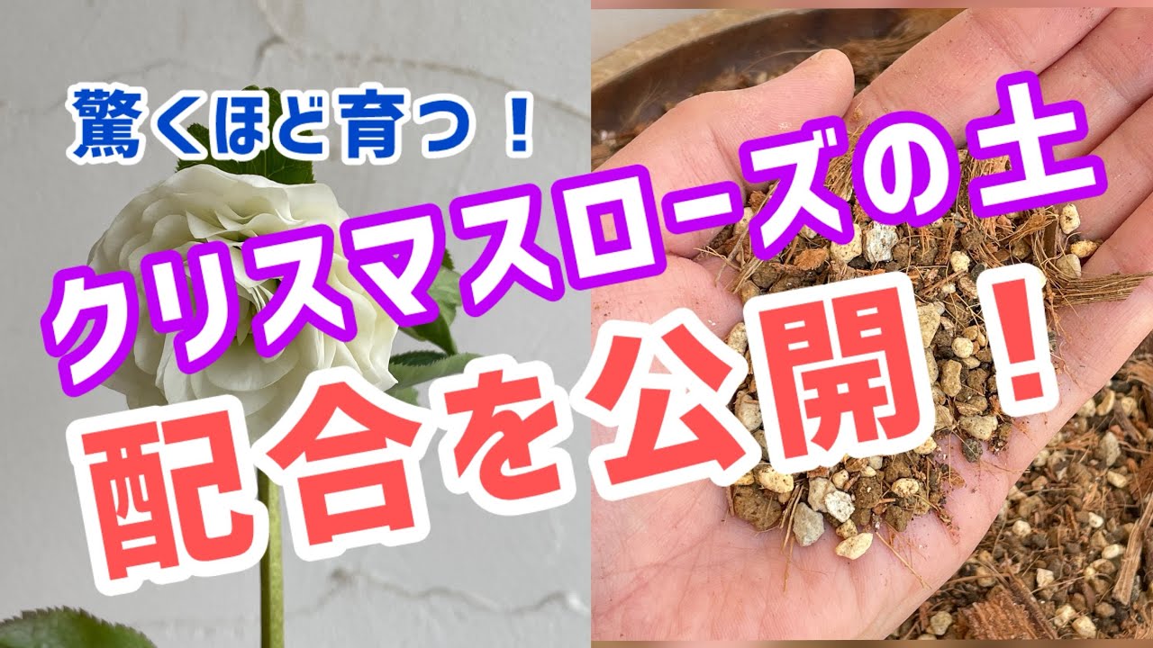 【クリスマスローズ】驚くほど育つ培養土のオリジナルの配合を公開！