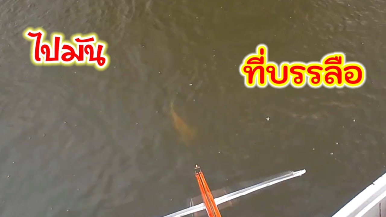 ล่าปลาลอยคลองพระยาบรรลือ