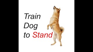 How to train dog stand On His Hind Legs