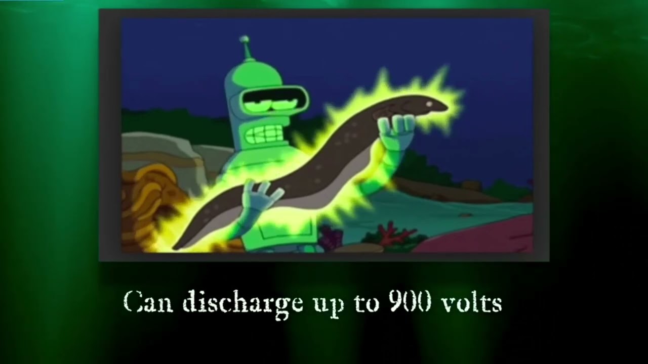 What is Electric eels ?  How Shocked by an Electric Eel! | மின்சாரத்தை உற்பத்தி செய்யும் மீன்!!