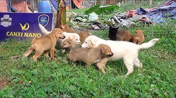 Chó mông cộc bắc hà xù đẹp giá rẻ T4 2023