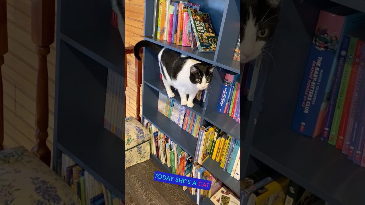 Day 10: Cat on a shelf 🖤🤍🖥️🐈🐱🔟 (What’s Nia Doing Now?)