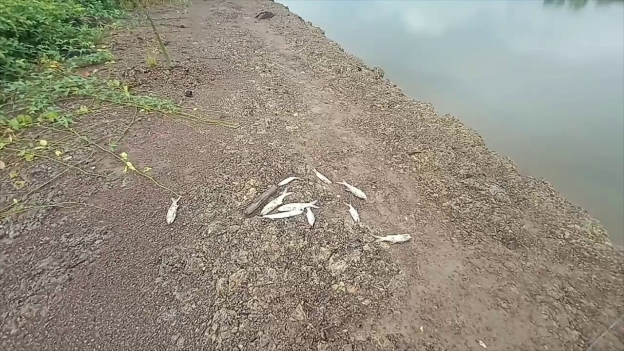 Mancing ikan senangin 