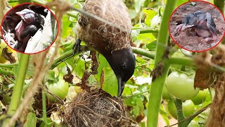 Massive NEST CRASH | Mother's DESPAIR Reaction to Fallen Babies on ground | bulbul